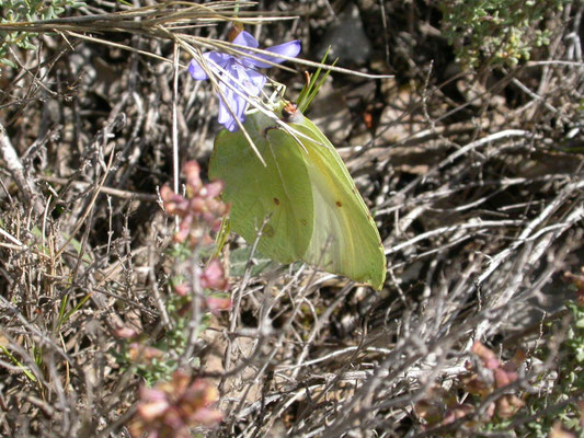 cleopatra (Gonepteryx cleopatra)
