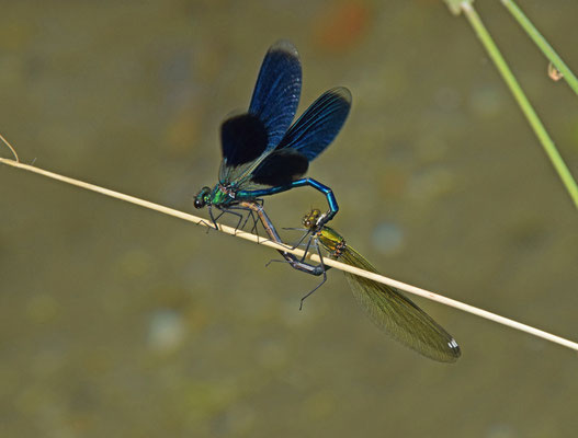 Weidebeekjuffer (Calopteryx splendens)