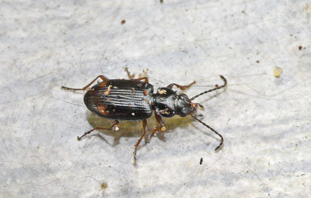 Bembidion guttula - Weidepriemkever