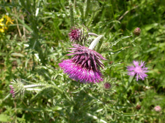 Carduus nutans - Knikkende distel