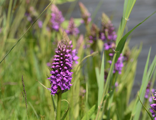 Gevlekte rietorchis