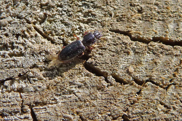 Clivina fossor