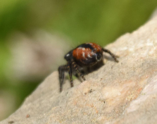 Vuurspringer