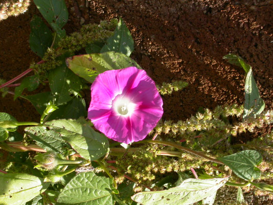 Ipomoea purpurea - Dagbloem