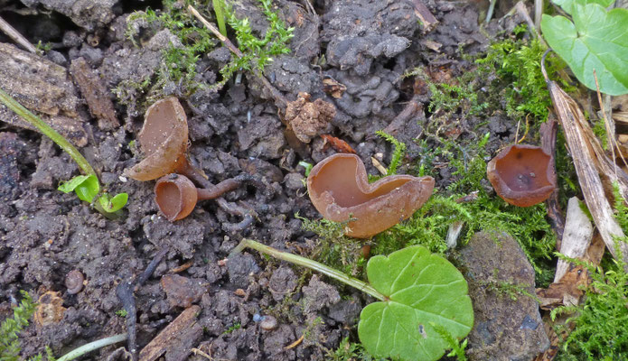 Dumontinia tuberosa - Anemonenbekerzwam