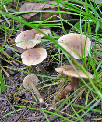 Collybia marasmioides - Roodsteelcollybia