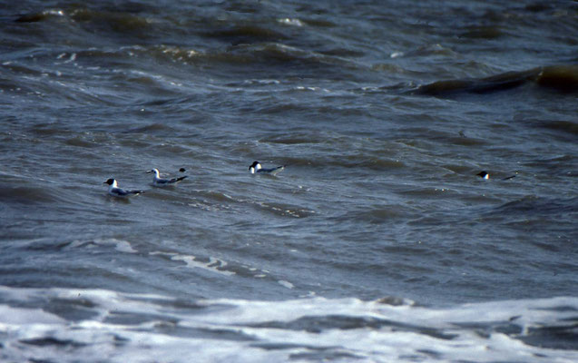 Bonaparte's Gull