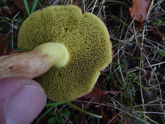 Xerocomus subtomentosus - Fluweelboleet