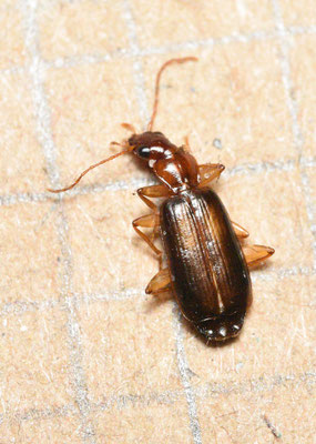 Dromius angustus - Geelbruine schorsloper
