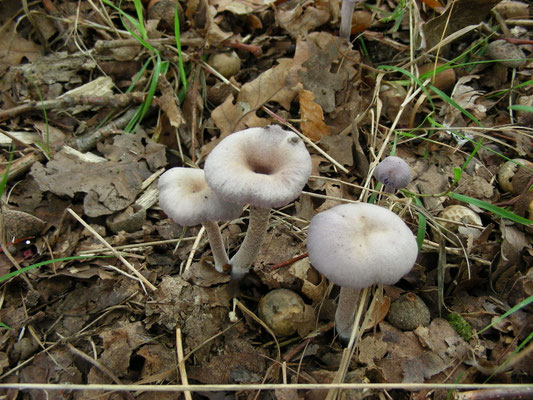 Laccaria amethystea - Amethistzwam of Rode koolzwam