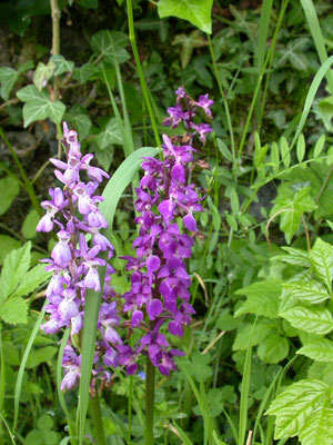 mannetjesorchis (Orchis mascula)