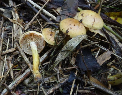 Pholiota conissans - Stoffige bundelzwam