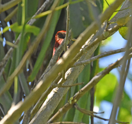 Blood-colored Woodpecker