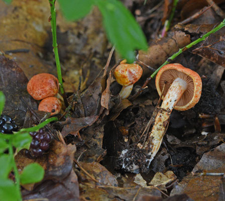 Cortinarius bolaris - Roodschubbige gordijnzwam
