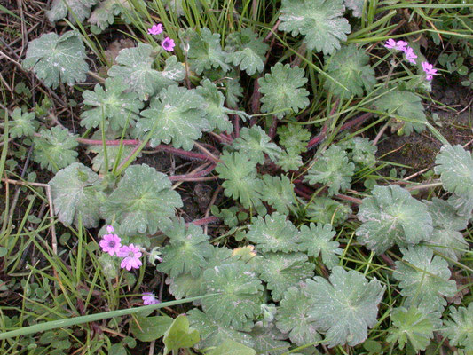 Geranium molle - Zachte ooievaarsbek