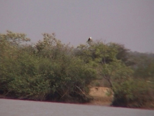 AfricanFish Eagle