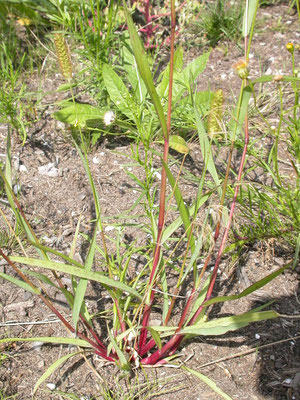 Setaria pumila - Geelrode naaldaar