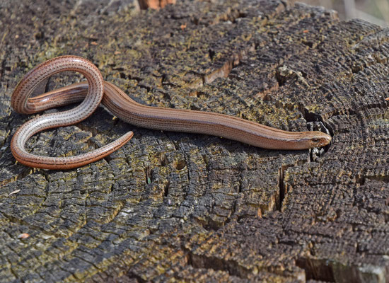 Italiaanse hazelworm (Anguis veronensis)