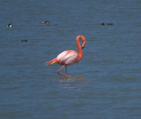 Chileense flamingo