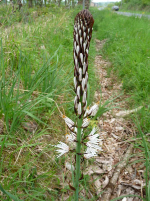 Asphodelus albus - Witte Affodil