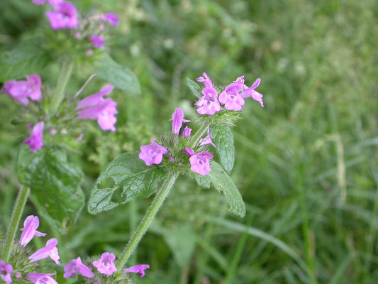 Clinopodium vulgare - Borstelkrans