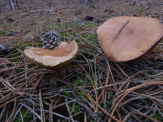 Suillus bovinus - Koeienboleet