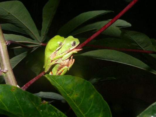 Pithecopus hypochondrialis - Orange-legged Leaf Frog