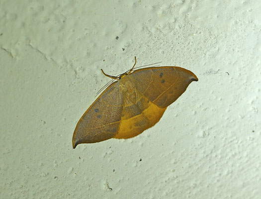 Watsonalla uncinula