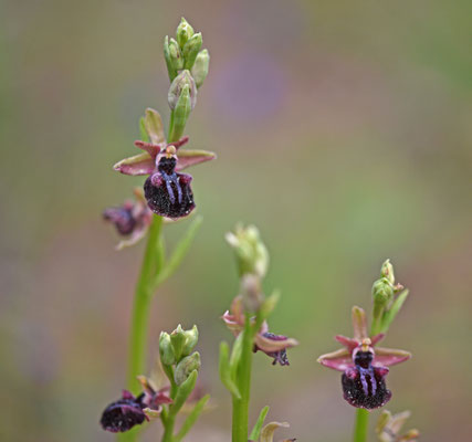 Ophrys mammosa