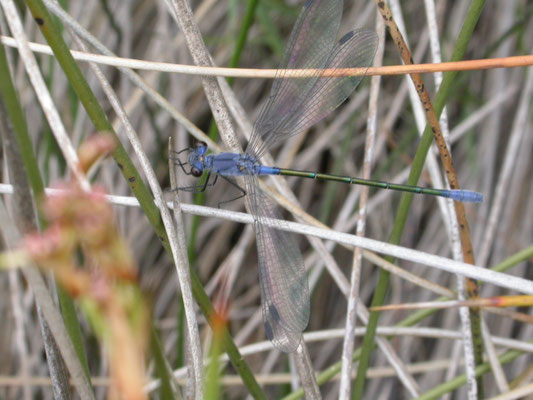 Lestes macrostigna (grote pantserjuffer)