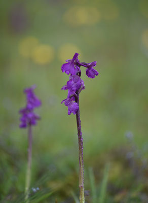 Harlekijnorchis