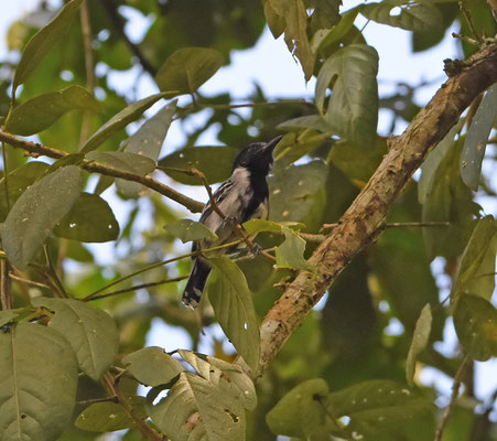 Black-crested Antshrike