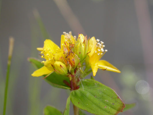 Hypericum tetrapterum - Gevleugeld hertshooi