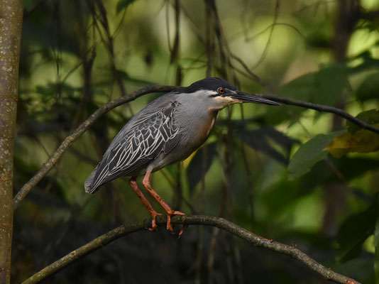 Striated Heron