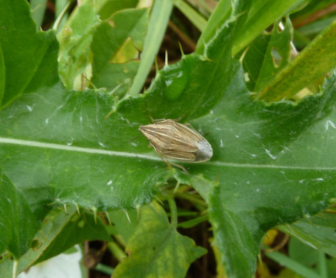 Aelia acuminata - Mijterschildwants