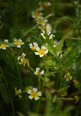 Geelwitte moerasbloem