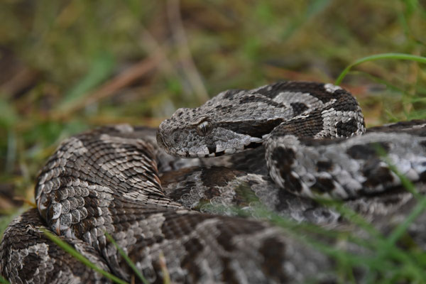 Ottomaanse Adder
