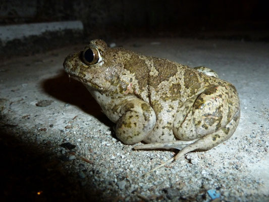 Pelobates syriacus (Syrische knoflookpad)
