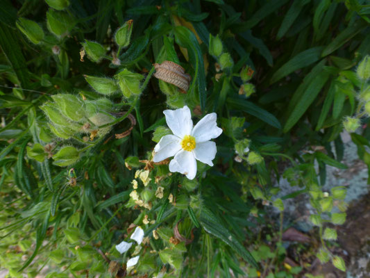 Cistus monspeliensis