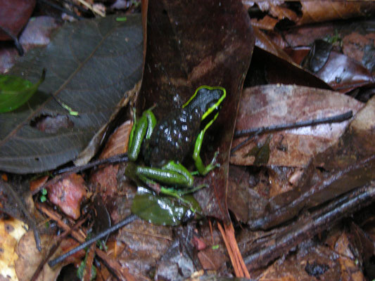 Ameerega (Epidedobates)  trivittata - Three-striped poison frog