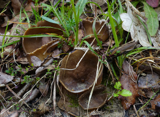 Stromatinia rapulum - Salomonsstromabekertje