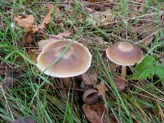Collybia butyracea var. asema - Gewone Botercollybia