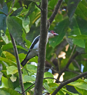 Black-tailed Tityra