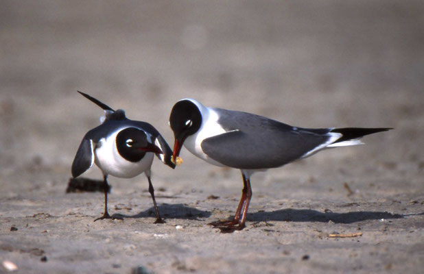 Laughing Gull