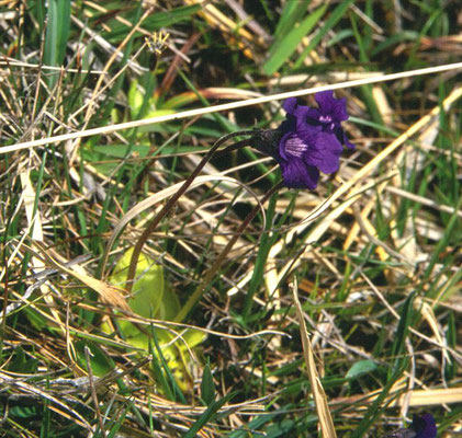 Pinguicula grandiflora - Grootbloemig vetblad