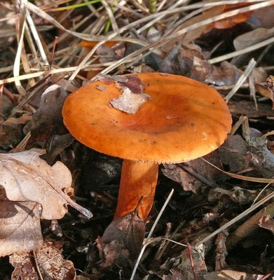 Lactarius mitissimus - Oranje melkzwam