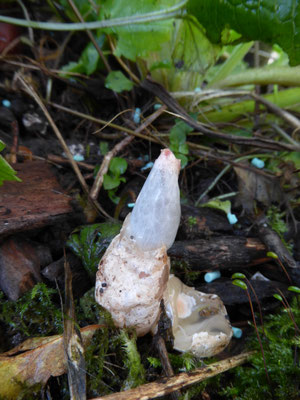Mutinus ravenelii - Roze stinkzwam