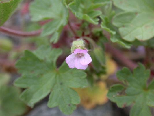 Geranium rotundifolium - Ronde ooievaarsbek