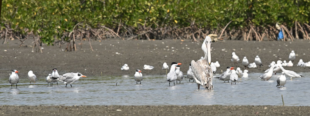 Pelecanus onocrotalus - Great White Pelican