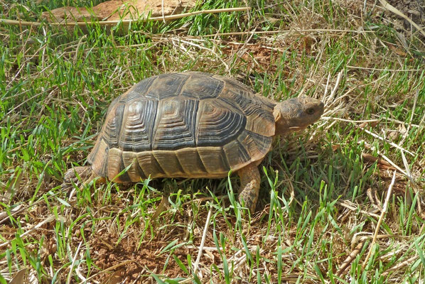 Testudo marginata weissingeri
